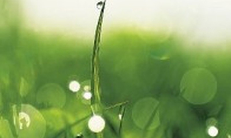 Lietingas rytas, bet pavasariškai gaivus