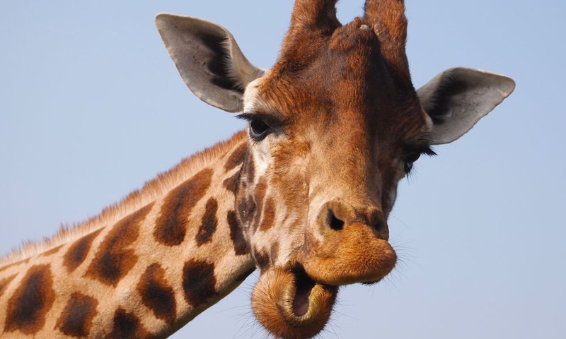 Ko nežinojote apie žirafas?