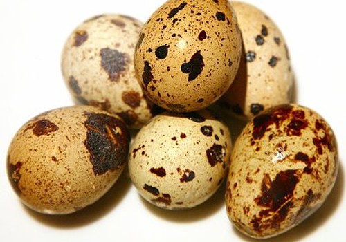 Ar verta ragauti putpelių kiaušinių?