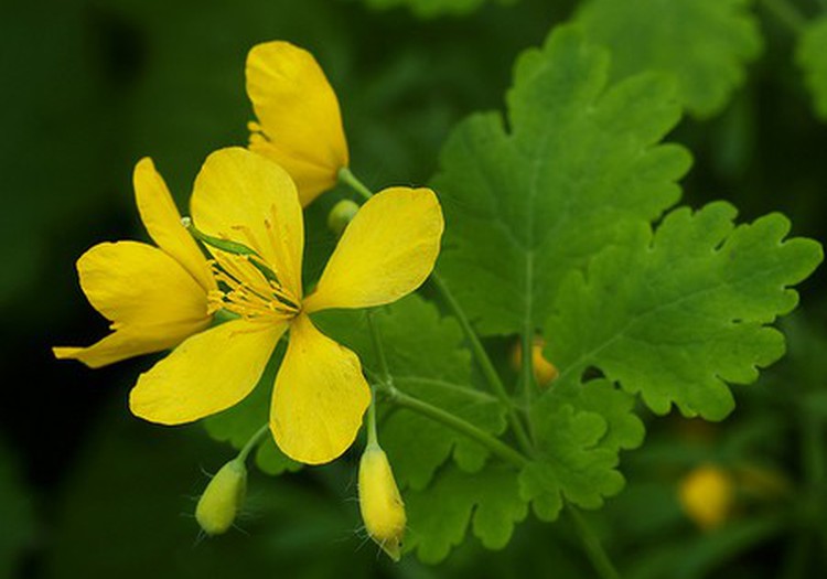 Ugniažolė – ginklas prieš vėžį, augantis patvorėje