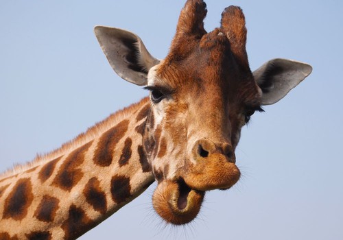 Ko nežinojote apie žirafas?