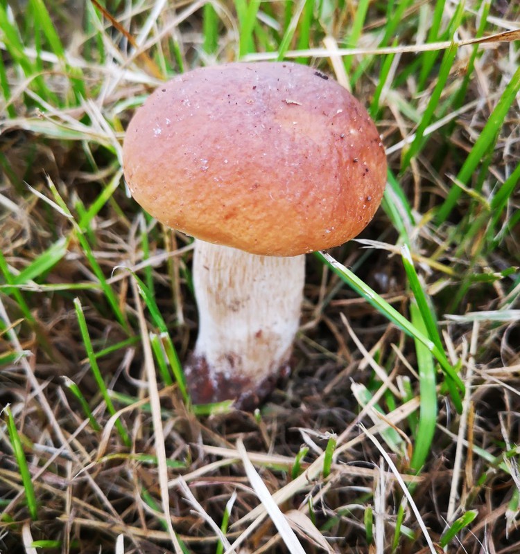 Mes dalyvavome paskaitoje, kuri vyko miške