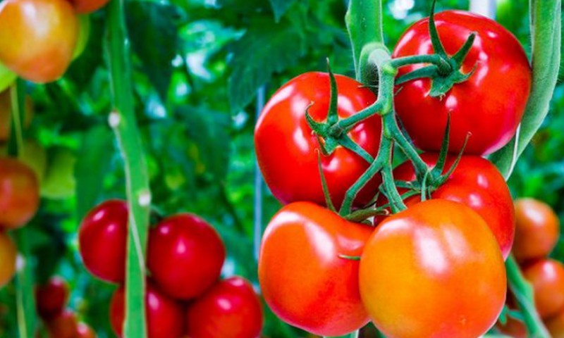 Pomidorų marinavimas pradedantiesiems: trys lengviausi receptai