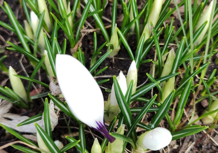 Su Velykom! Su pavasariu!