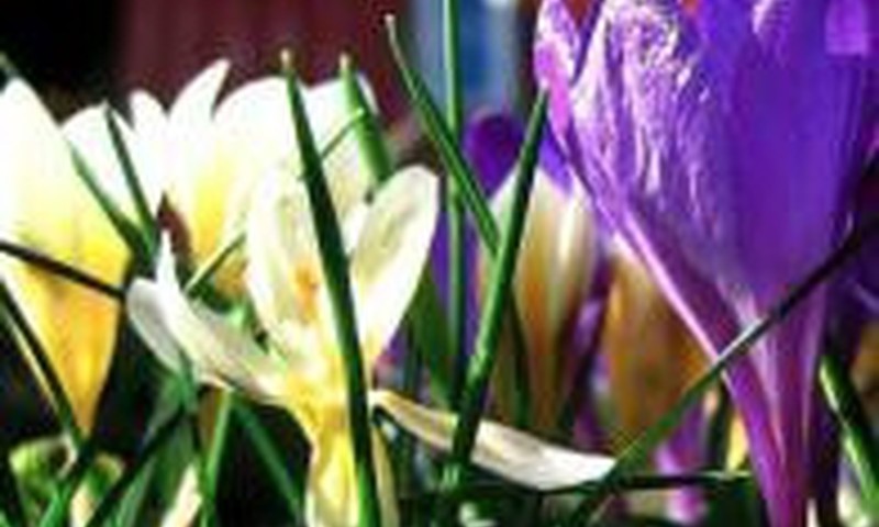 Tegu su šv. Velykų rytu į Jūsų namus ateina ramybė ir šiluma!