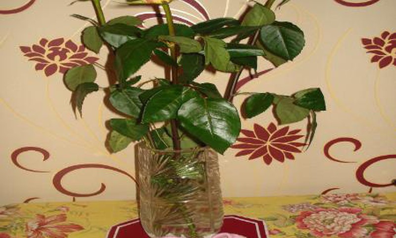 Paskutinė Rasos nėštumo savaitėlė!