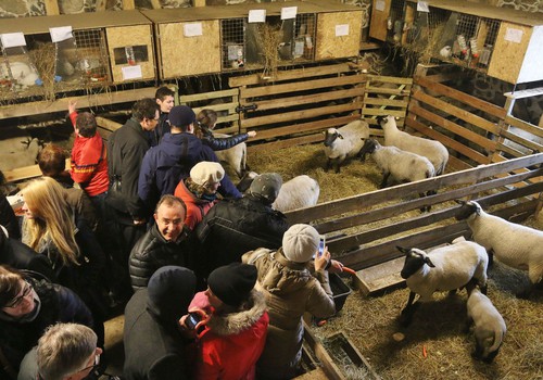 Atvirų durų dieną smalsuoliams rengia unikalus Ilzenbergo dvare įsikūręs ūkis