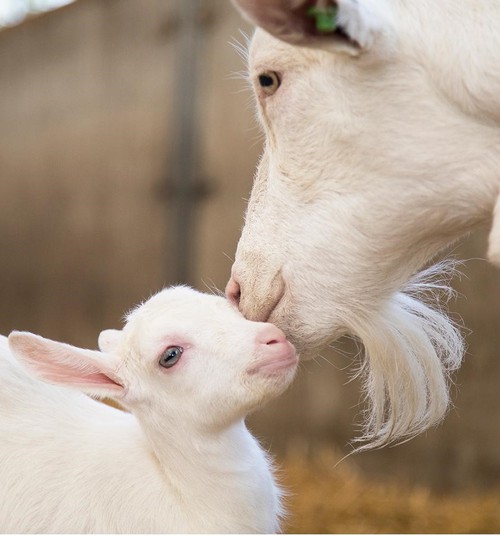 6 faktai apie ožkos pieną
