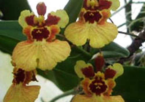 Gintarė: „susirgau“ orchidėjų liga