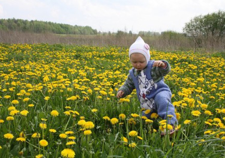 Birutei labiausiai patiko braidyti pienių jūroje...