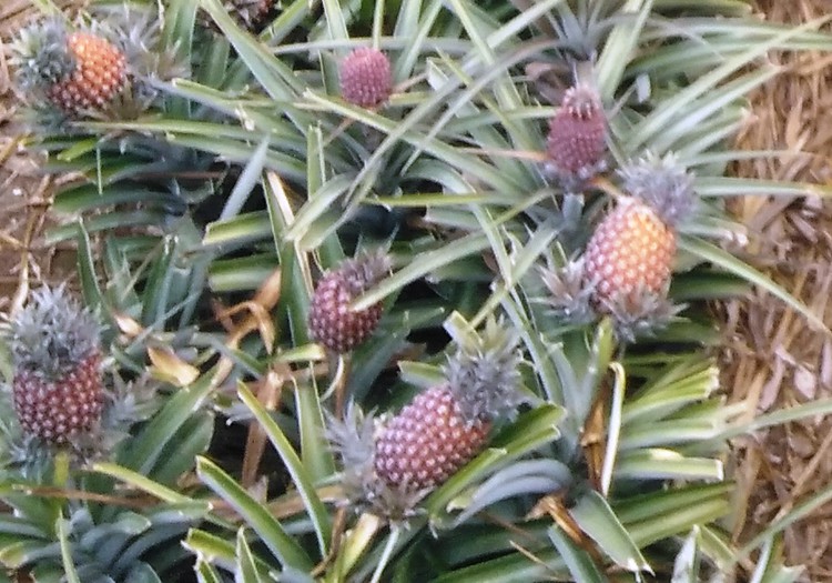 El Hierro ananasai