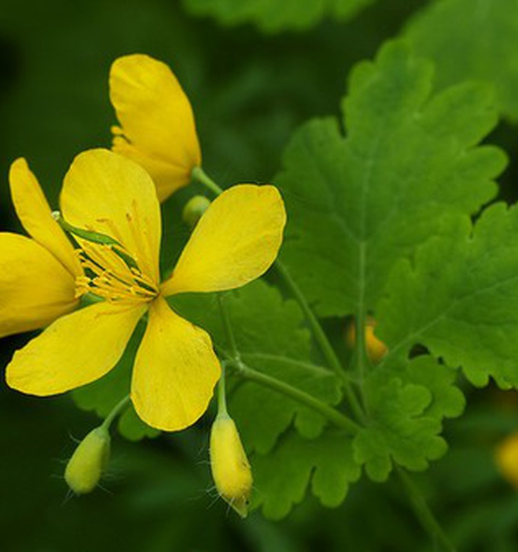 Ugniažolė – ginklas prieš vėžį, augantis patvorėje