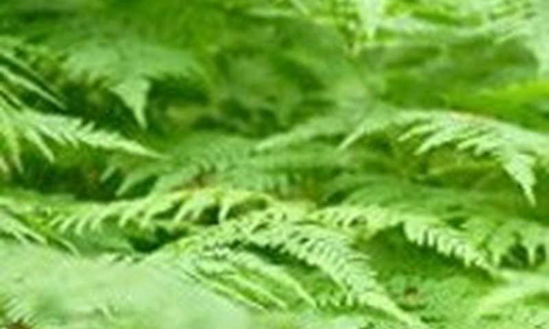 Kaip Jonines švenčia mūsų kaimynai ir kitos tautos