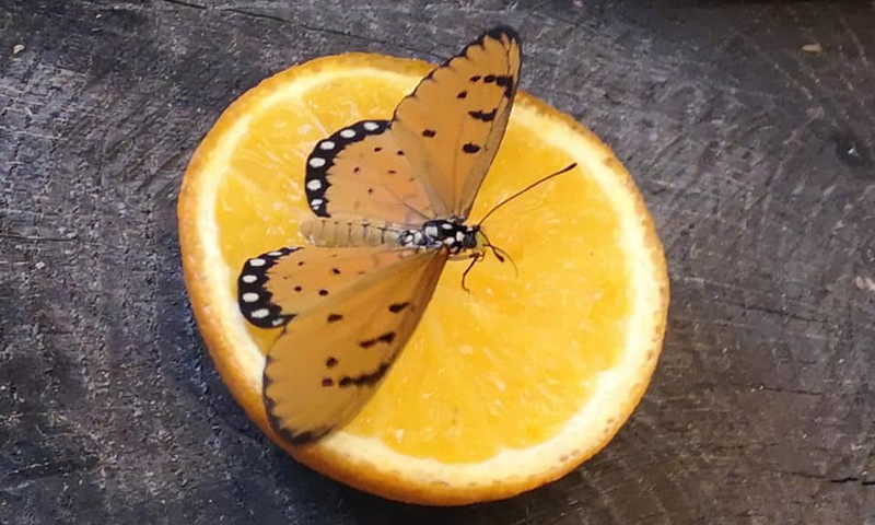 Lankome gyvų drugelių parodą