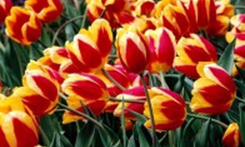 Kuo jūs labiausiai pasitikite?