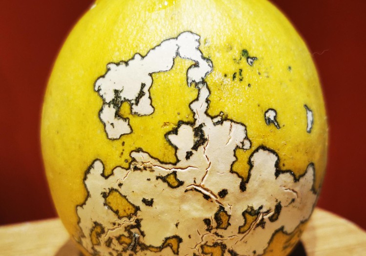 Dukrelės daržo "perliukai"