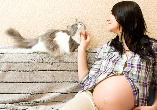 Ar verta įsigyti katiną nėštumo metu: mamos patirtis