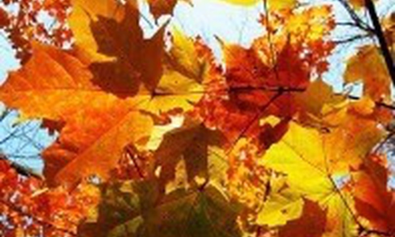 Šį rudenį dar noriu suspėti...